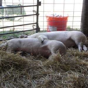 Meet your Posher, Lanette